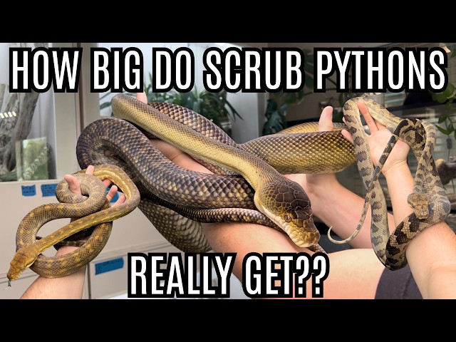 How Big Do Scrub Pythons REALLY Get??