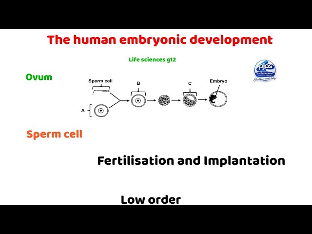 Human embryonic development