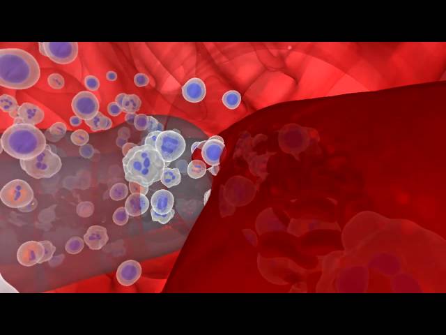 The Immune System Response to Helminths