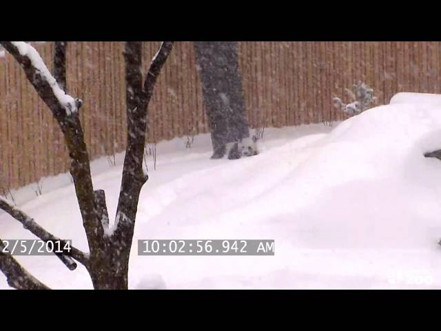 Toronto Zoo Giant Panda Enjoys Epic Snow Fall
