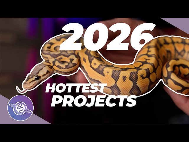 Most INSANE Ball Python Projects Going into 2026  | #ballpython #snake #reptiles