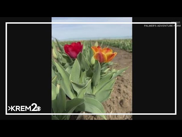 The Inland Northwest is getting its own Tulip Fest in Moses Lake