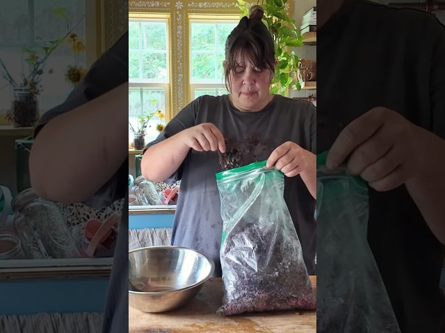 HUGE Blackberries & So Many Elderberries (The Great Freezer Clean-Out, Ep. 2)