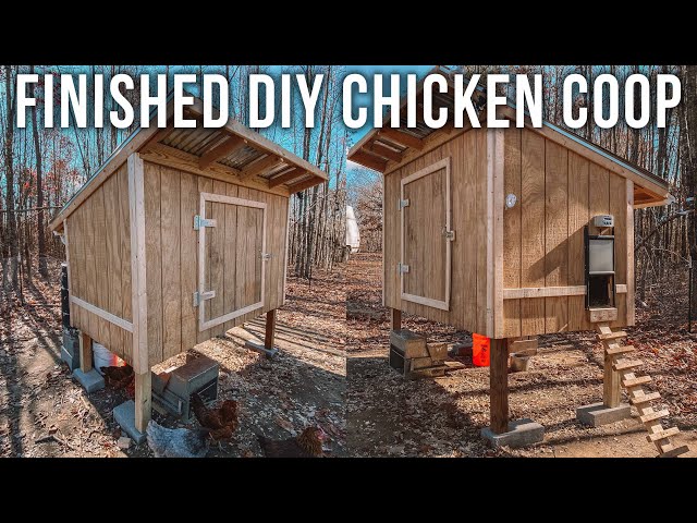 The Chickens Are Moving In! Finished DIY Chicken Coop