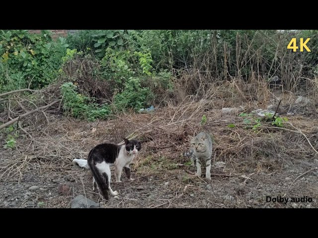 do billi ki ladai 🔥| Cats fight 😱 ||  #billi #cat #meow