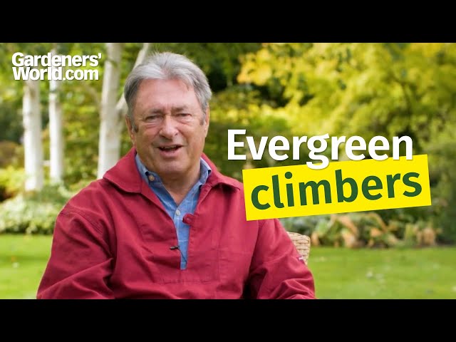 Five evergreen climbers