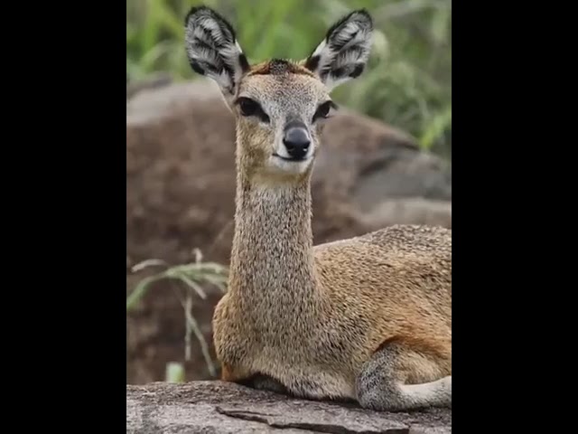 Hunter