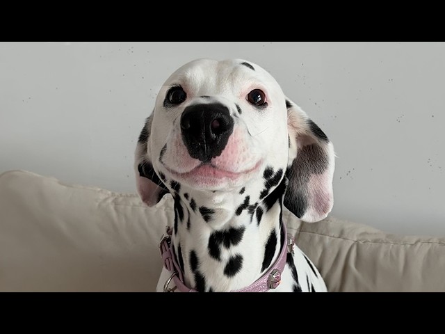 30 Minutes of the World's CUTEST Puppies! 🐶💕 Top Funny DOG Videos Ever!