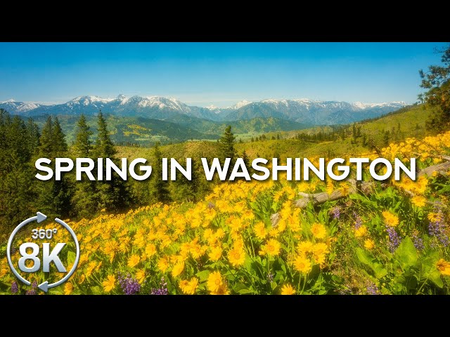 Virtual Nature Relaxation 8K 360° | Peaceful Spring Ambience & Stunning Wildflowers on Nahahum Trail