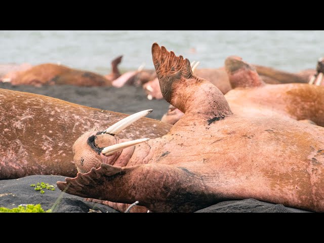 LIVE Q&A: Walrus: Life on Thin Ice