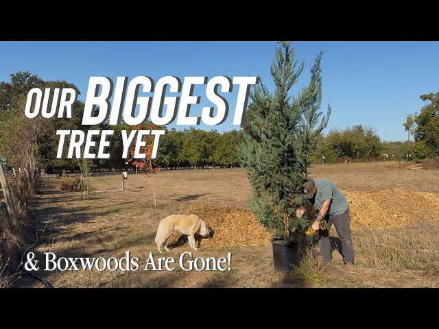One Giant Tree and The Boxwoods Are GONE.