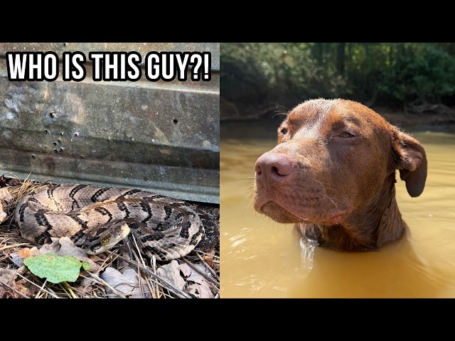 Snakes, Turtles, and Joro Spiders! Herping and Turtle Trapping the Dog Days of Summer