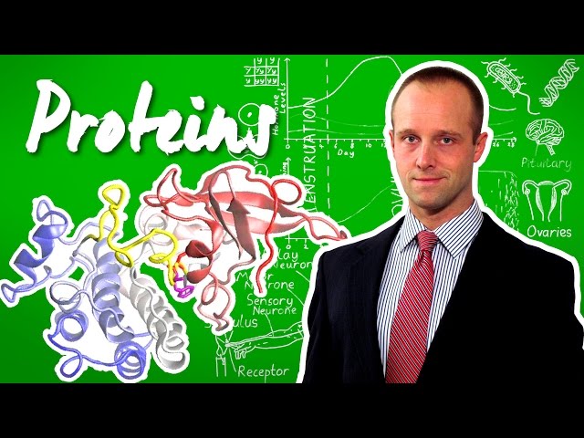 Proteins - GCSE IGCSE 9-1 Biology - Science - Succeed In your GCSE and IGCSE