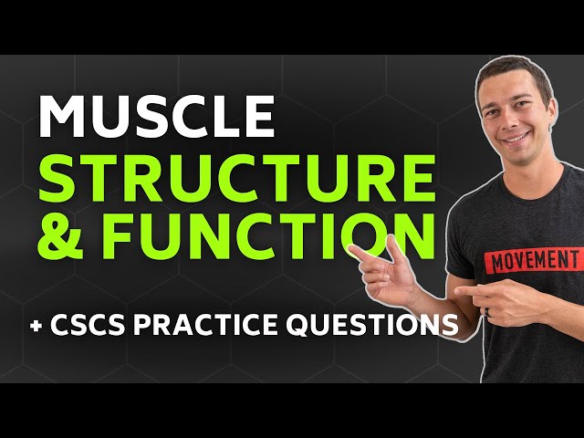 CSCS Chapter 1 | Muscle Structure and Function (with Practice Questions)
