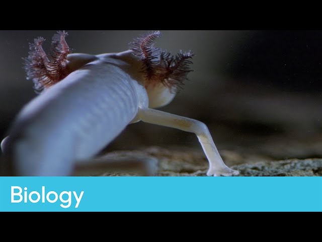 Adaptation in animals | Biology – Life Lessons