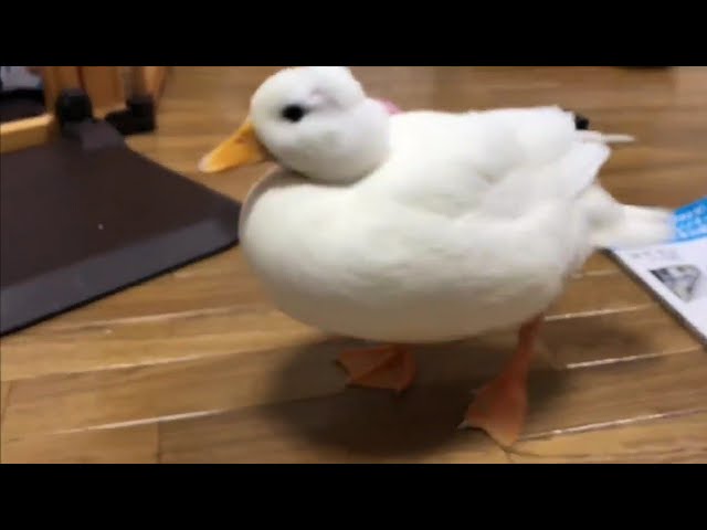 quack quack
