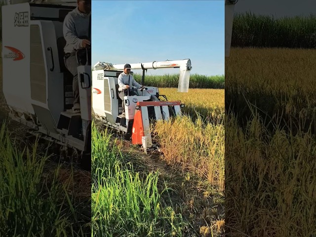 COMBINE HARVESTER KUBOTA PRO 588i DAMEN UTUH eps 93 #kombisawah #combineharvester #kubotatractor