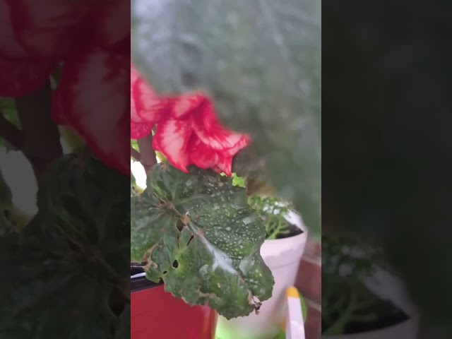 When I am not coding #coding #nature #gardening #flowers