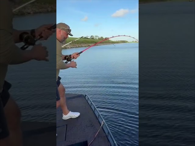 BIG ALLIGATOR CAPTURED! 2/8 #viral #short #youtubeshorts #shorts #viralvideo #youtube #shortvideo