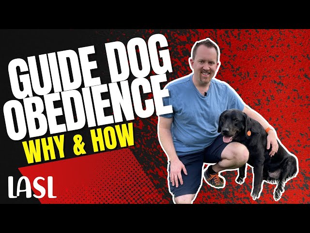 Why Working on Obedience with Your Guide Dog is Important