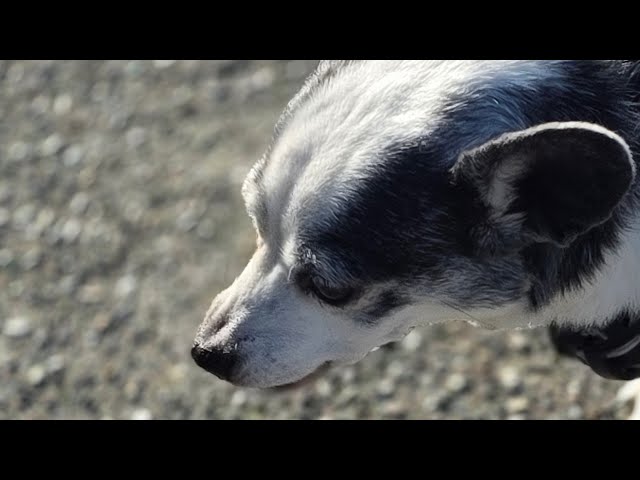 Duke & Daisy star in: The Last Walk of Summer/First Walk of Fall 2026 #asmr #slowtv #dukeanddaisy