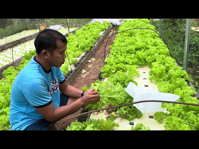 Lettuce Harvest + Buhay Lessons: Sipag ang Sandata sa Tagumpay
