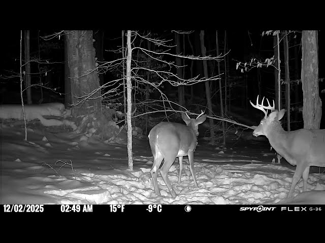 Buck Sparring Adirondack Mountains Spypoint Trail Camera: Tracking 200 #fighting #bucks