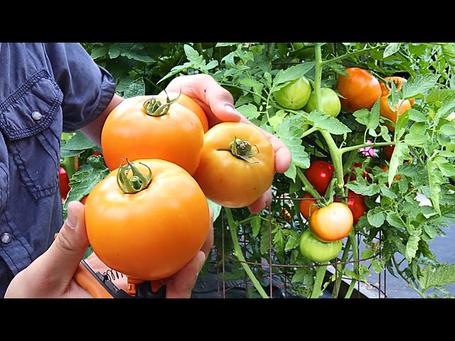 Don't Grow Tomatoes Without These EASY Tips!