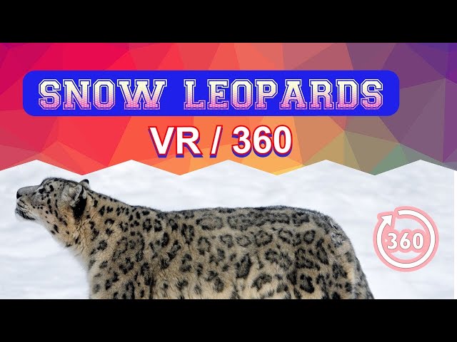 SNOW LEOPARDS SLEEPING IN SHELTER / NORTHUMBERLAND COUNTY ZOO