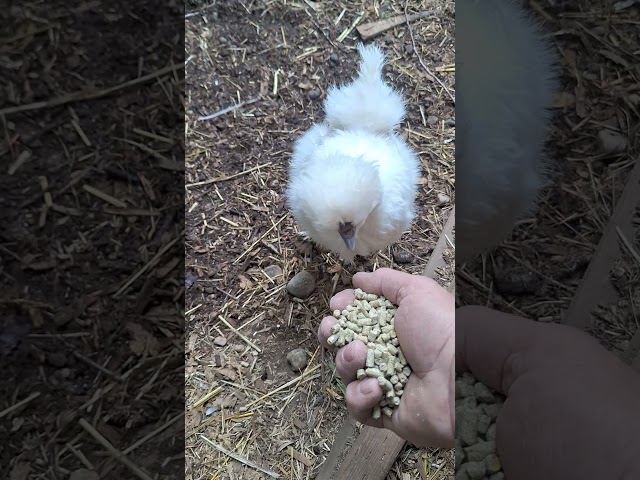 little Miss Betsy