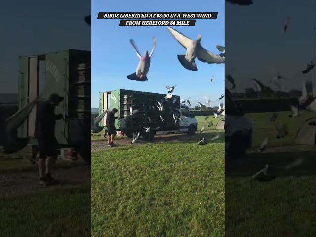 THE BIRDS ARE UP FROM HEREFORD 84 MILE AT 08:00 IN A WEST WIND #pigeons #racingpigeonsuk #birds
