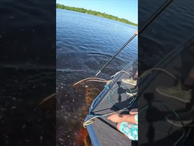 HUGE ALLIGATOR CAPTURED! 15/20 #viral #short #youtubeshorts #shorts #viralvideo #youtube #shortvideo