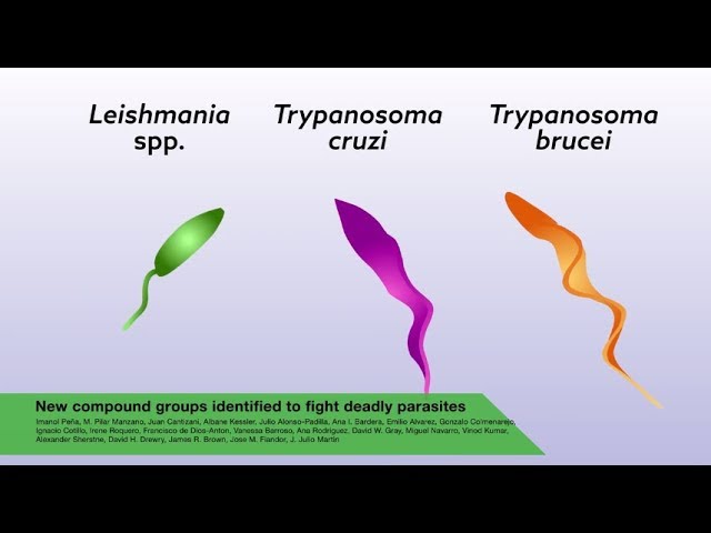 New compound groups identified to fight deadly parasites