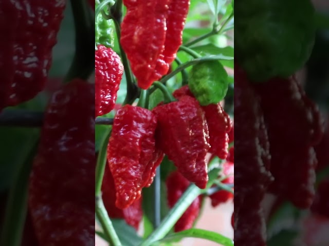 My Superhot Pepper Harvest 2025!! 🔥 🌶️