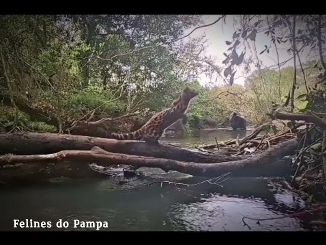 Margay in Brazil