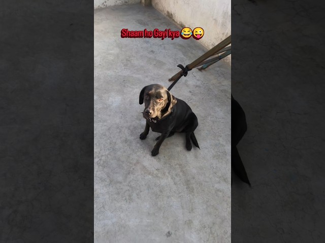 12 baje shaam ho gaya😂😜 | #dog #animal #funny #viral #shorts