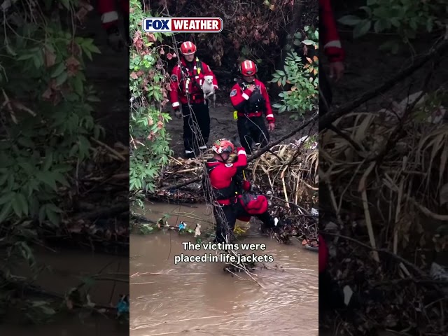 Puppies Rescued in Mesh Bag After Tropical Storm Rachel Flooding