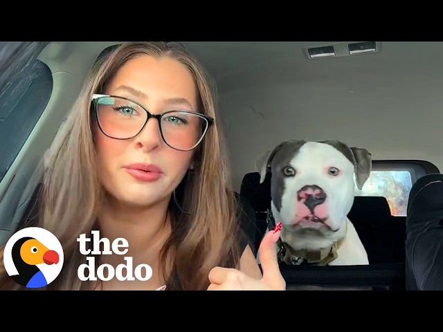 Tripod Pittie Chooses His Foster Dad And Never Lets Go | The Dodo