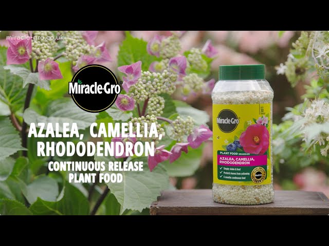 Miracle-Gro® Plant Food Granules – Azalea, Camellia & Rhododendron | Long-Lasting Nutrition