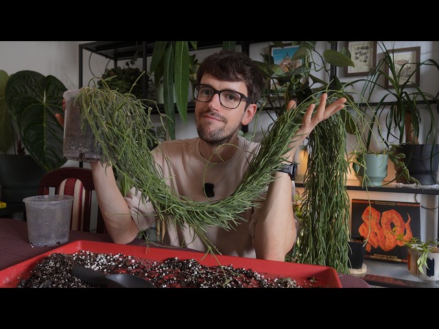 Help me repot my neglected plants while I spiral...