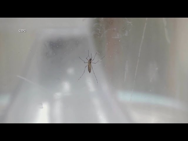 Albuquerque preps to prevent mosquitoes from nesting after heavy rains