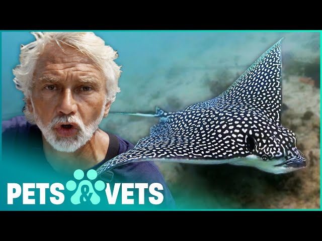 Conserving Beautiful Spotted Eagle Rays In Bermuda | Ocean Vet