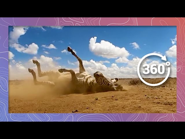 Grévy’s Zebra Takes a Dustbath | Wildlife in 360 VR