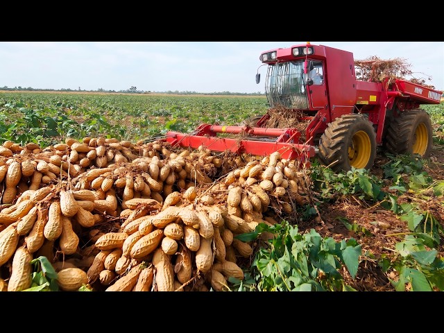 The Amazing Peanuts Journey 2026: Farming, Harvesting & Oil Factory Process