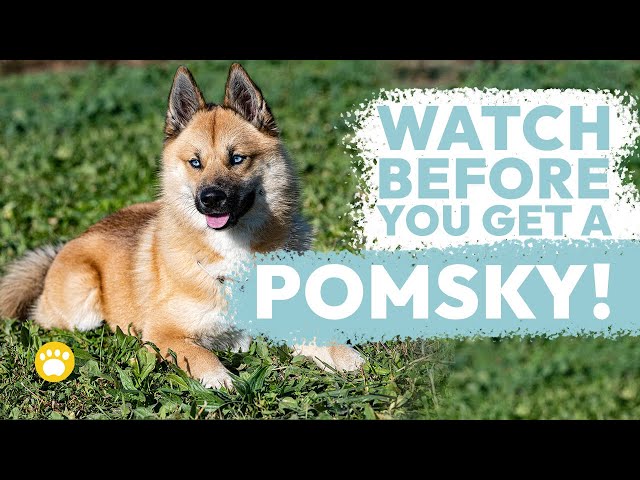 Pomsky Temperament: A Closer Look at Pomeranian-Husky Characteristics