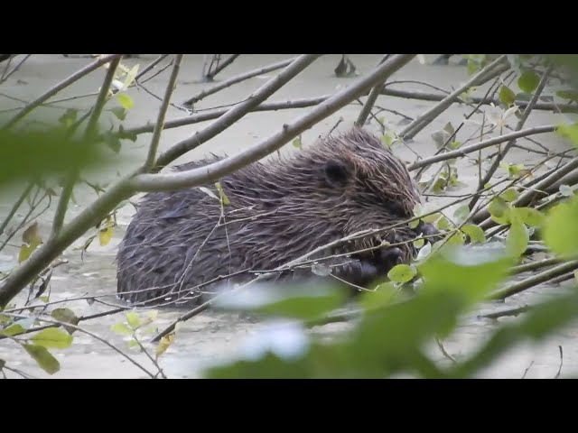 Beaver kit video 20 July 2022