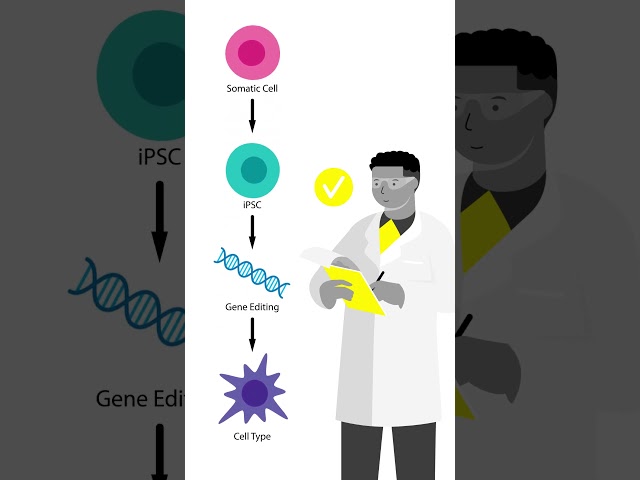 Unlocking the Potential of iPSCs in Drug Discovery & Regenerative Medicine