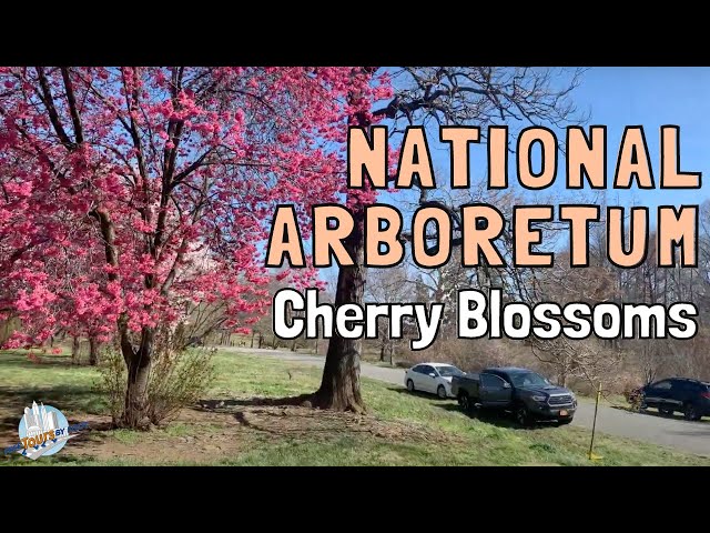 4K Drive Through Cherry Blossoms at the National Arboretum