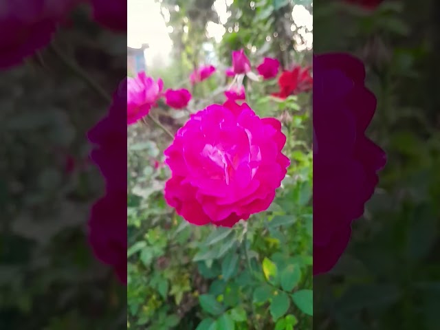 #जीवन की सच्चाई # #like #subscribe #nature