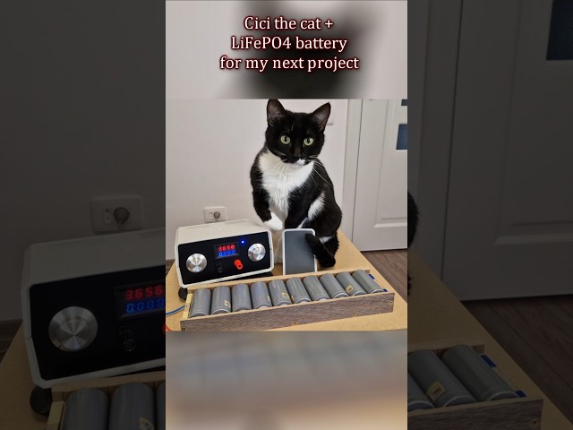 Just playing with some LiFePO4 cells... #battery #funnycats #diy